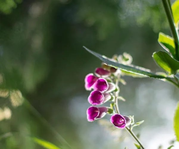Family - Quinta Do Mirante * Castelo de Paiva